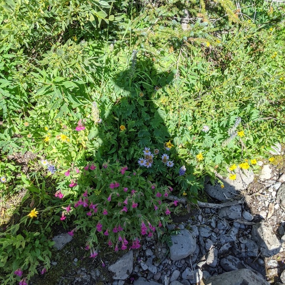 Meet your Posher, Cara - Picture 1 of 1